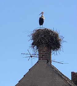 Storch