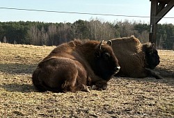 Animals